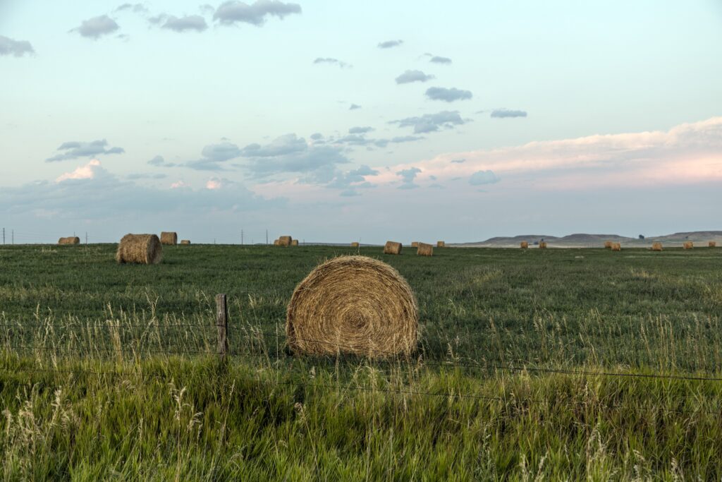 Rolled hay bales standing in a cut field in Converse County, Wyoming.